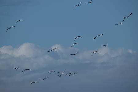 Flock of Birds Flying thumbnail