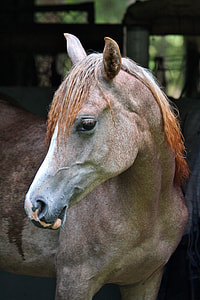 selective focus photography of brown horse thumbnail