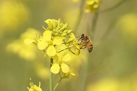 close-up photography of honey bee perching on yellow flower thumbnail