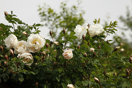 Rosa Pimpinellifolia Plena thumbnail