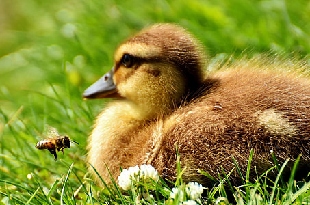 duckling on grass thumbnail
