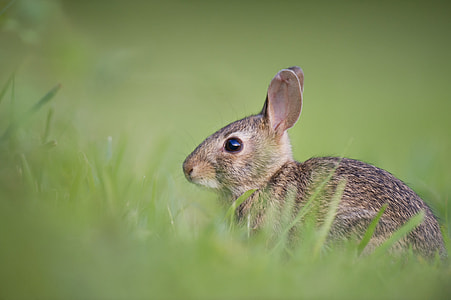 brown hare on green grass at daytime thumbnail