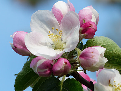 white and pink petaled flower in close up photography thumbnail