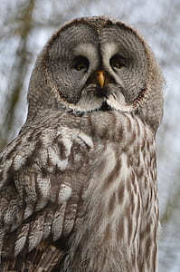 shallow focus photography of white and brown owl thumbnail