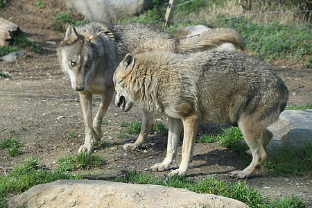 two wolves standing on ground thumbnail