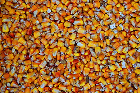 orange corn seeds thumbnail