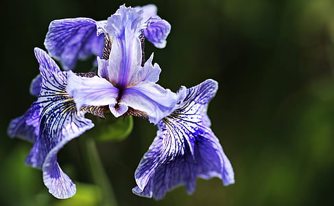 purple petaled flower thumbnail