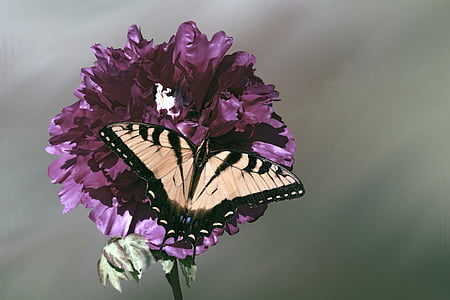 Asian tiger swallowtail butterfly perching on flower thumbnail