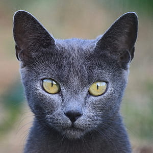 close-up photo of gray cat thumbnail