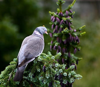 grey bird perched on tree thumbnail