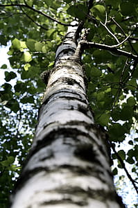 Low Angle Photography Of Tall Tree thumbnail