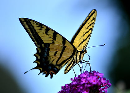 Eastern tiger swallowtail butterfly on purple petaled flowers thumbnail