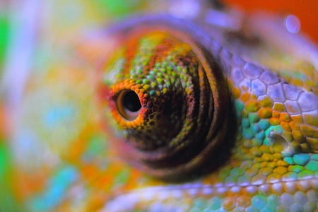 macro photography of chameleon thumbnail
