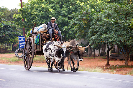 man riding on carriage pulled by water buffalos thumbnail