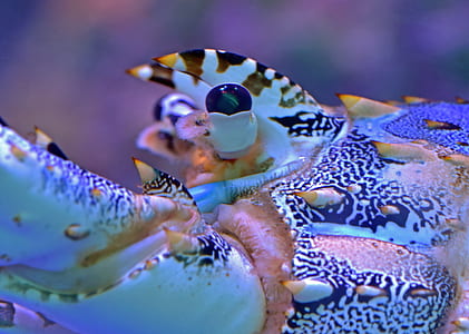 lobster thumbnail