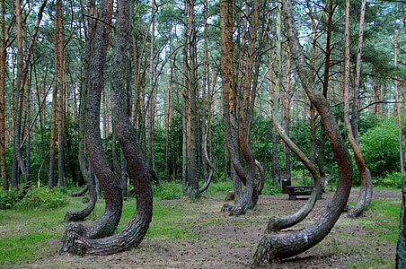 brown bend tree forest during sunset thumbnail