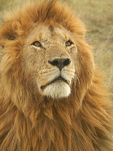 male lion on savannah thumbnail