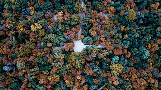 bird's eye view of corals thumbnail