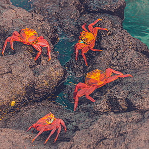 four red crabs on brown stones near body of water thumbnail