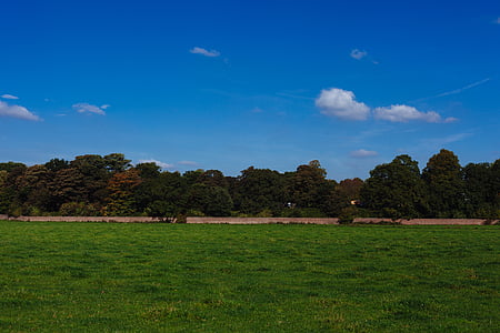 green trees under blue and white sky thumbnail