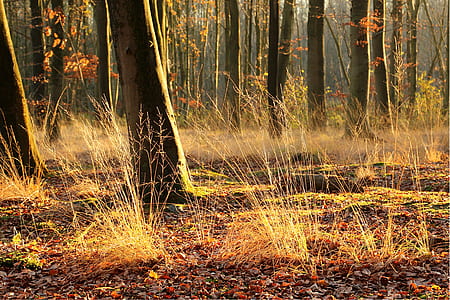 brown grass and forest trees at daytime thumbnail