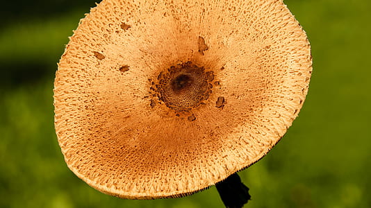 selective photography of beige mushroom thumbnail