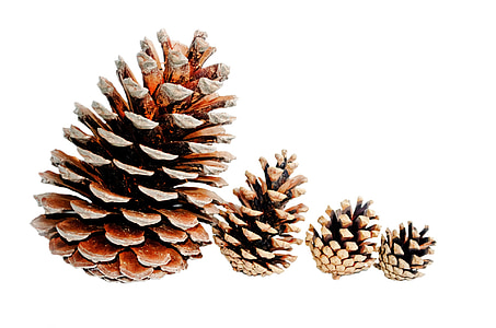 lined of four pine cones thumbnail