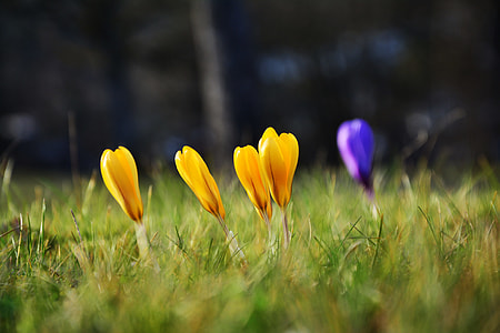 yellow flower bud thumbnail