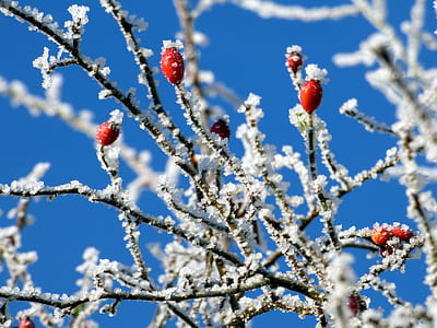 snow, red, weather, winter thumbnail