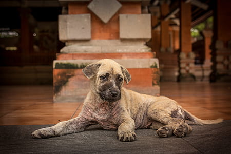 Short-coated Brindle Puppy Lying on Floor thumbnail