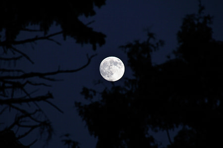 full moon over trees during nighttime thumbnail