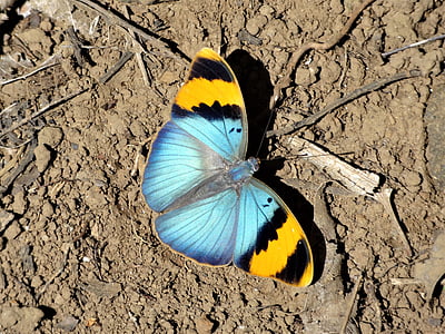 blue, black, and yellow butterfly on ground during daytime thumbnail
