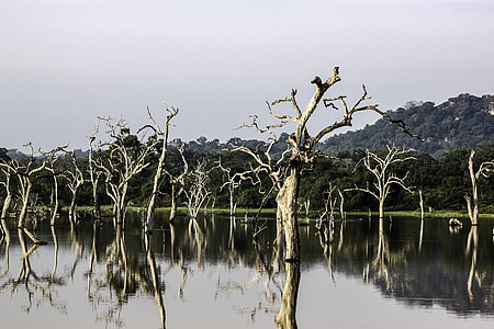 Trees in the lake landscape in Sri Lanka thumbnail