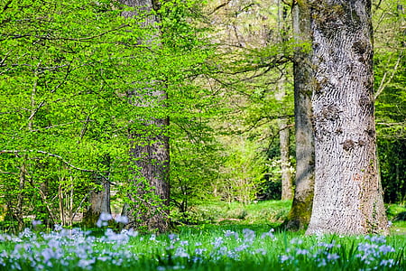 green leaf tree surrounded by blue flowering green plants thumbnail