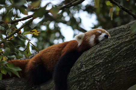 brown, white and black small panda sleeping on tree branch thumbnail