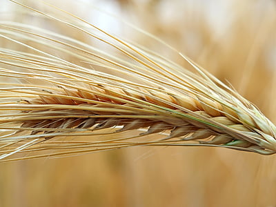 selective focus photography of brown wheat plant thumbnail