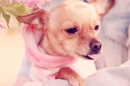 shallow focus photography of brown chihuahua thumbnail