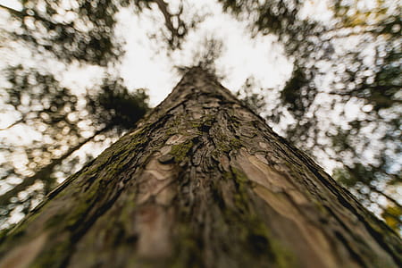 Tall Tree Trunk Close Up Photo thumbnail
