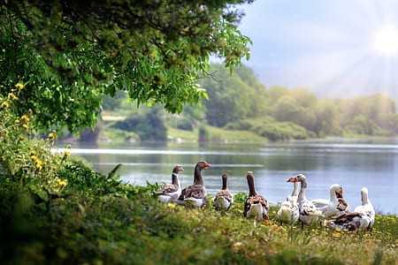 group of ducks near river thumbnail