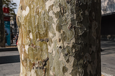 Tree trunks close-ups thumbnail