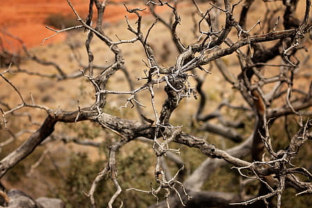 close-up photography of baretree thumbnail
