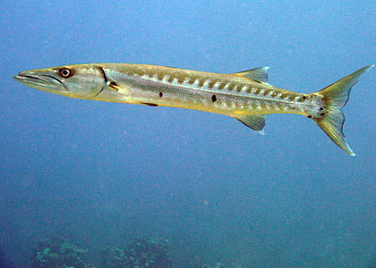 water photography of fish thumbnail