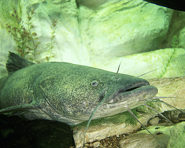 Flathead Catfish - Pylodictis olivaris thumbnail