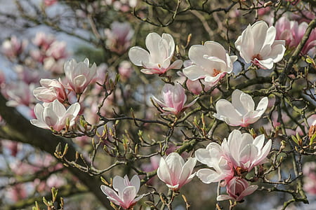 white and pink flowers thumbnail