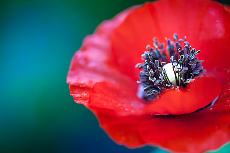 selective focus photography of red popp flower thumbnail