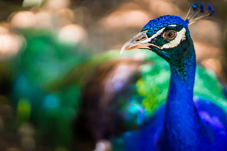 Tilt Shift Lens Photography of Blue Peacock thumbnail