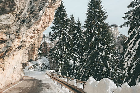 snow covered pine trees thumbnail