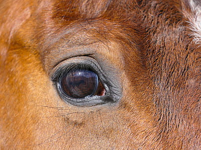 black and brown animal eye photography thumbnail