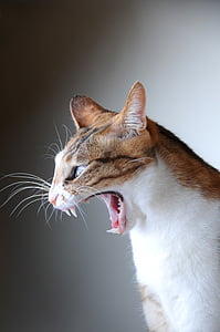 gray and white tabby cat yawning thumbnail