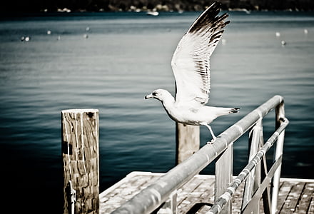 white bird on gray metal fence thumbnail